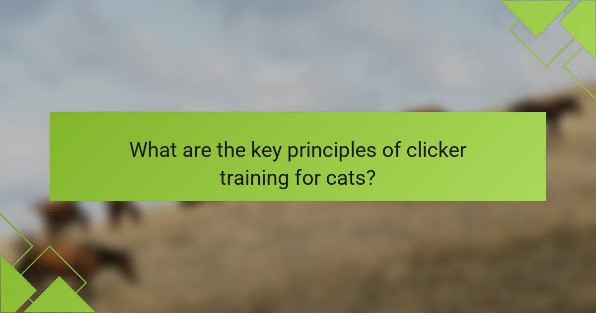 What are the key principles of clicker training for cats?