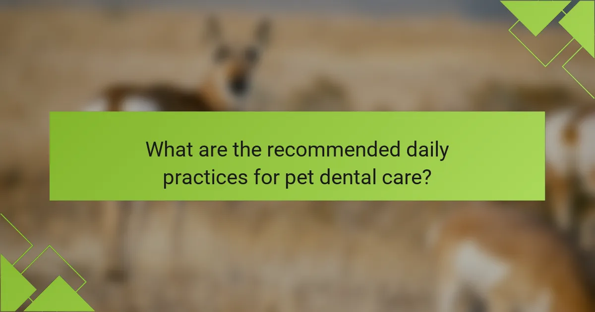 What are the recommended daily practices for pet dental care?