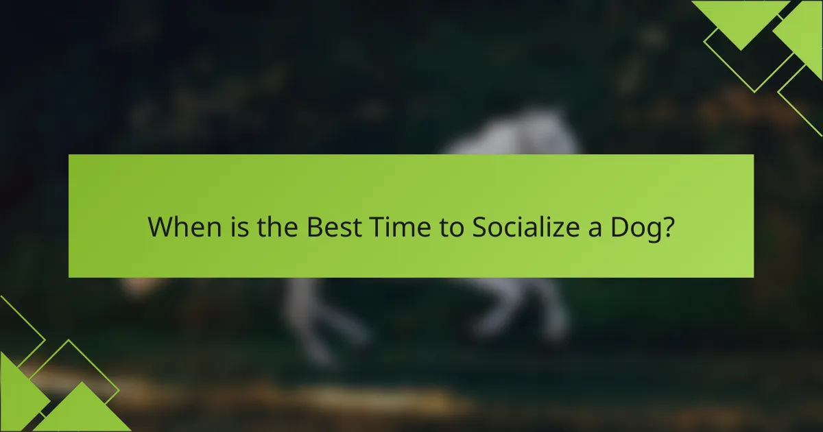 When is the Best Time to Socialize a Dog?